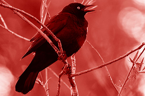 Brewers Blackbird Chirping Atop Sloping Branch (Red Shade Photo)