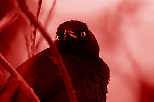 Brewers Blackbird Keeping Watch (Red Shade Photo)