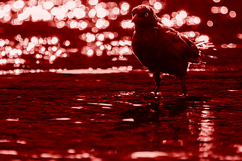 Brewers Blackbird Watches Water Intensely (Red Shade Photo)