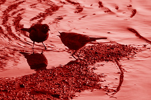 Brewers Blackbirds Feeding Along Shoreline (Red Shade Photo)