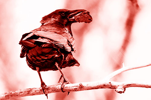 Brownie Crow Perched On Tree Branch (Red Shade Photo)