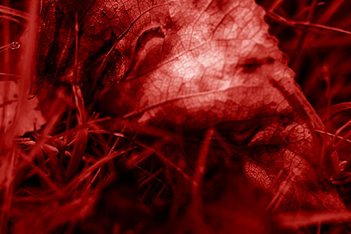 Bruised Rotting Leaf Face Among Grass (Red Shade Photo)