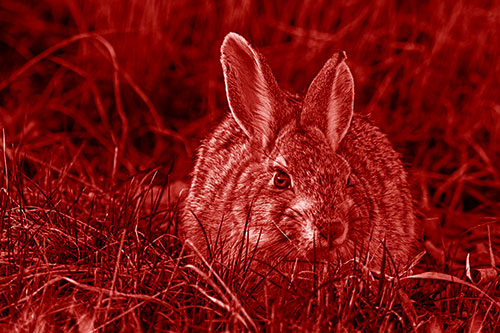 Bunny Rabbit Lying Down Among Grass (Red Shade Photo)