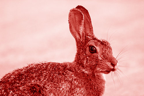 Bunny Rabbit Taking Gander Around Park (Red Shade)