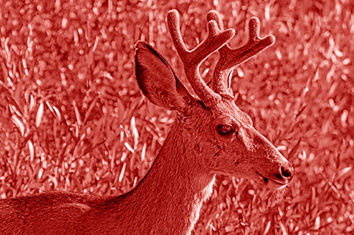 Calm Mule Deer Casually Wandering Around Vegetation (Red Shade)