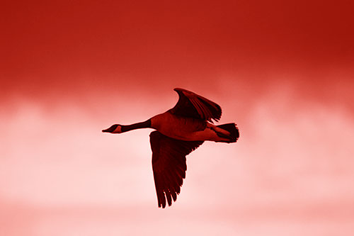 Canadian Goose Flying Among Sunrise (Red Shade Photo)