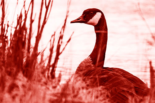 Canadian Goose Hiding Behind Reed Grass (Red Shade Photo)