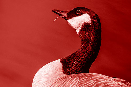 Canadian Goose Munches Single Grass Blade (Red Shade)