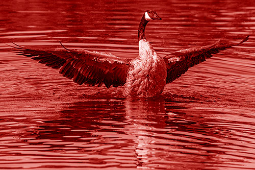 Canadian Goose Spreads Wings Among Lake Top (Red Shade)