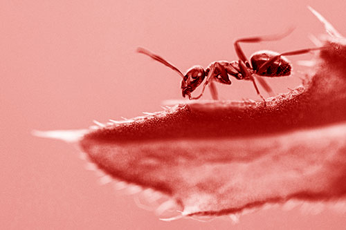 Carpenter Ant Crawls Across Spiky Thistle Leaf (Red Shade)