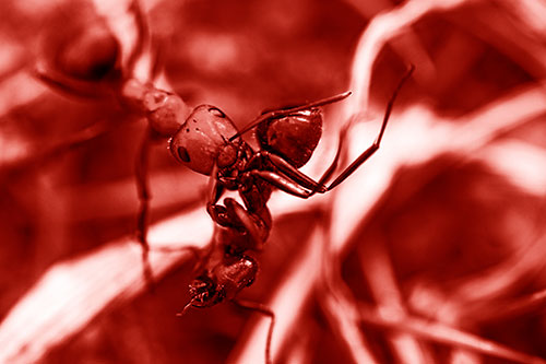 Carpenter Ant Uses Mandible Grips To Haul Dead Corpse (Red Shade Photo)
