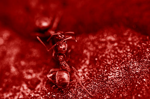 Carpenter Ants Battling Over Territory (Red Shade Photo)