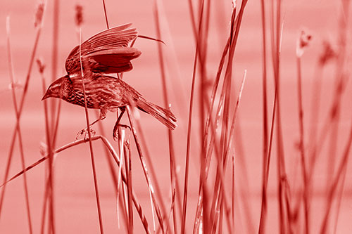Cattail Jumping Female Red Winged Blackbird (Red Shade)