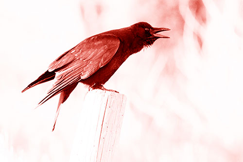 Cawing Crow Atop Crooked Wooden Post (Red Shade Photo)