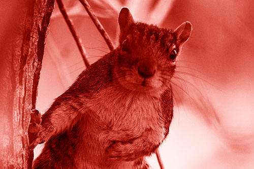 Chest Holding Squirrel Leans Against Tree (Red Shade Photo)