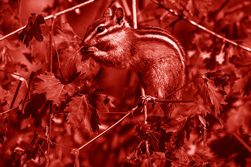 Chipmunk Feasting On Tree Branches (Red Shade)