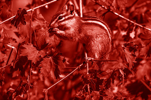 Chipmunk Feasting On Tree Branches (Red Shade Photo)