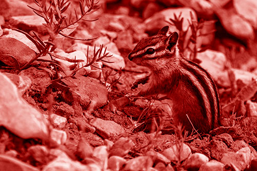 Chipmunk Ripping Plant Stem From Dirt (Red Shade Photo)