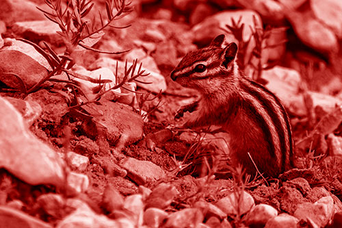 Chipmunk Ripping Plant Stem From Dirt (Red Shade)