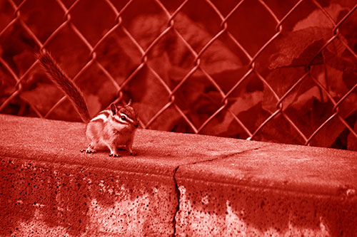 Chipmunk Walking Along Wet Concrete Wall (Red Shade Photo)