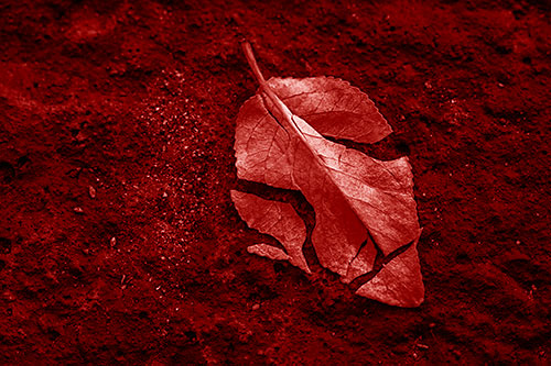 Chipped Leaf Face Rests Atop Pavement (Red Shade)