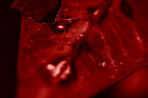 Chipped Vein Decaying Leaf Face (Red Shade Photo)