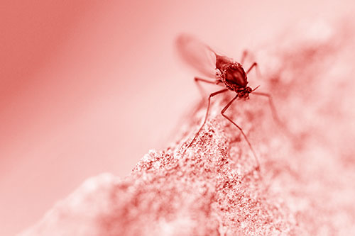 Chironomid Midge Fly Standing Along Rock Edge (Red Shade Photo)