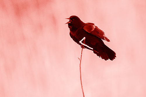 Chirping Red Winged Blackbird Atop Snowy Branch (Red Shade Photo)