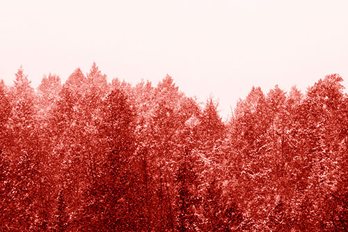 Christmas Snow Blanketing Trees (Red Shade Photo)