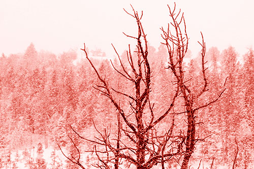 Christmas Snow On Dead Tree (Red Shade Photo)