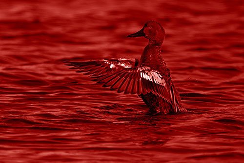 Cinnamon Teal Duck Flaps Wings Among Lake (Red Shade)