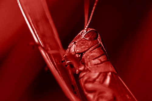 Climbing Grasshopper Crawls Upward (Red Shade Photo)