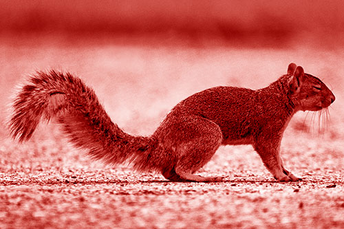 Closed Eyed Squirrel Meditating (Red Shade Photo)