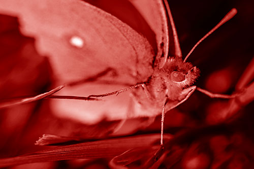 Cloudless Sulphur Butterfly Taking Stance (Red Shade)