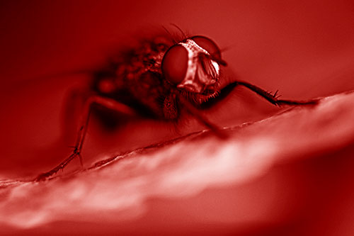 Cluster Fly Standing Atop Dead Sloping Autumn Leaf (Red Shade Photo)