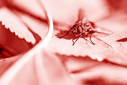 Cluster Fly Standing Atop Stacked Intersecting Leaves (Red Shade)