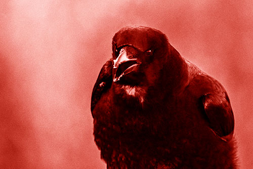 Cold Snow Beak Crow Cawing (Red Shade Photo)