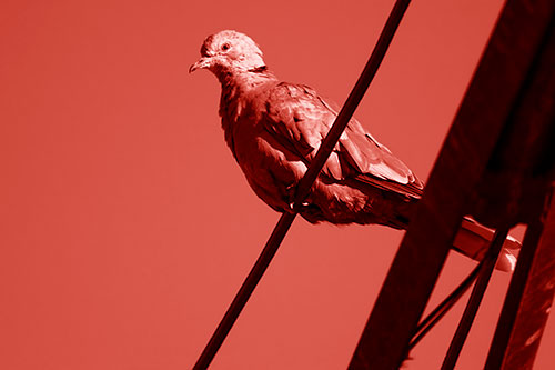 Collared Dove Perched Atop Wire (Red Shade Photo)
