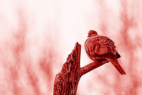 Collared Dove Sitting Atop Broken Tree (Red Shade)