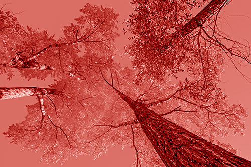 Colorful Towering Autumn Trees Among Clear Sky (Red Shade)