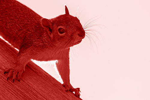 Confused Head Tilting Squirrel Standing Along Wooden Pole (Red Shade)