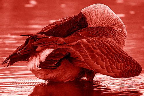 Contorting Canadian Goose Playing Peekaboo (Red Shade Photo)