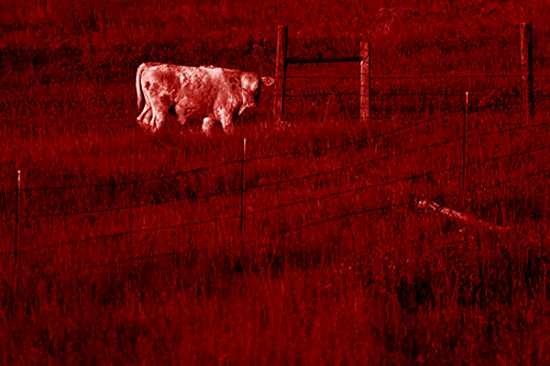 Cow Glances Sideways Beside Barbed Wire Fence (Red Shade Photo)