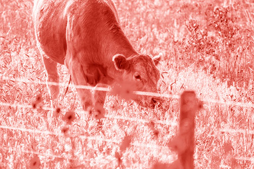 Cow Snacking On Grass Behind Fence (Red Shade)