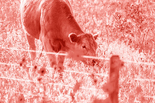 Cow Snacking On Grass Behind Fence (Red Shade Photo)