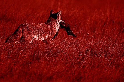 Coyote Heads Towards Forest Carrying Dead Animal Carcass (Red Shade Photo)