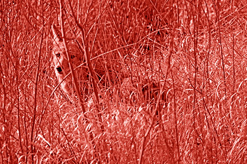 Coyote Makes Eye Contact Among Tall Grass (Red Shade Photo)