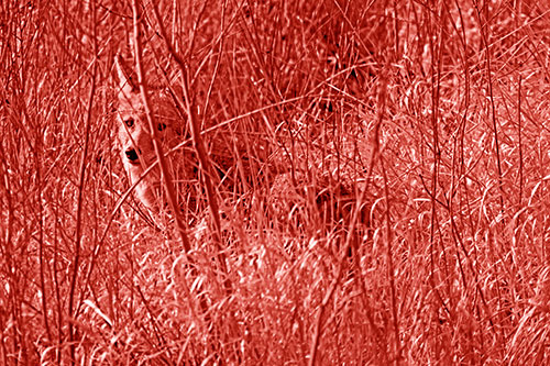 Coyote Makes Eye Contact Among Tall Grass (Red Shade)