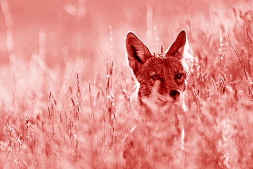 Coyote Peeking Head Above Feather Reed Grass (Red Shade Photo)