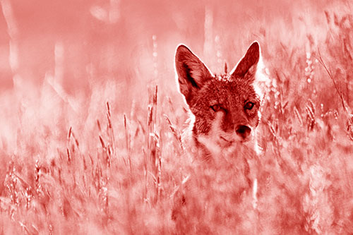 Coyote Peeking Head Above Feather Reed Grass (Red Shade)